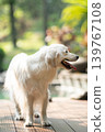 一隻金毛犬站在木製平台上 / 明亮的戶外光線下拍攝的狗狗肖像。 139767108