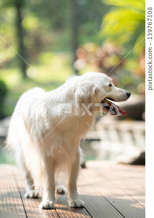 一隻金毛犬站在木製平台上 / 明亮的戶外光線下拍攝的狗狗肖像。 一隻金毛犬站在木製平台上 / 明亮的戶外光線下拍攝的狗狗肖像。 139767108