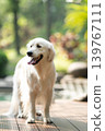 一隻金毛犬站在木製平台上 / 明亮的戶外光線下拍攝的狗狗肖像。 139767111