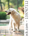 一隻金毛犬站在木製平台上 / 明亮的戶外光線下拍攝的狗狗肖像。 139767112