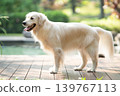 一隻金毛犬站在木製平台上 / 明亮的戶外光線下拍攝的狗狗肖像。 139767113