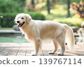 一隻金毛犬站在木製平台上 / 明亮的戶外光線下拍攝的狗狗肖像。 139767114