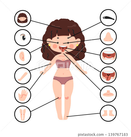Illustration Of Human Body Parts For Education Illustration Of Human Body Parts For Education 139767183