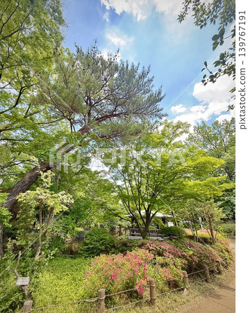新鮮的綠色公園景觀 新鮮的綠色公園景觀 139767191
