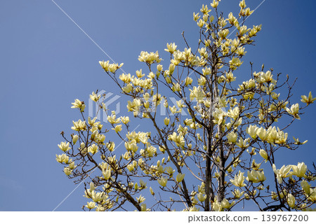 Magnolia flowers Magnolia flowers 139767200