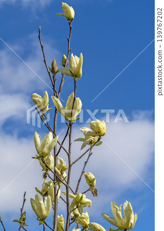 Magnolia flowers Magnolia flowers 139767202