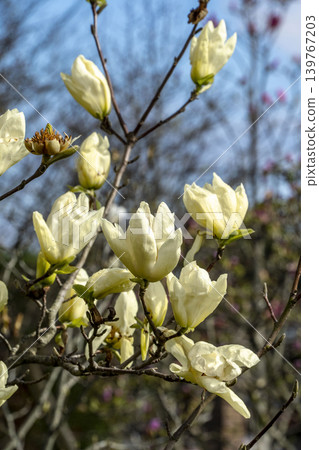 Magnolia flowers Magnolia flowers 139767203