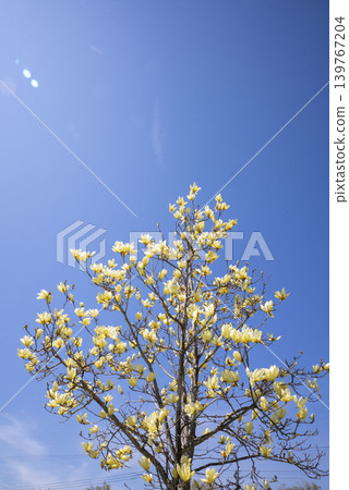 Magnolia flowers Magnolia flowers 139767204