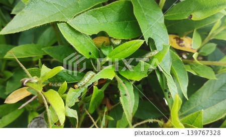 Damage caused by multiple blue sawfly larvae on the azalea bushes in the garden. Damage caused by multiple blue sawfly larvae on the azalea bushes in the garden. 139767328