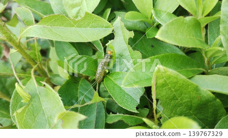 杜鵑花葉上的一隻鋸蠅幼蟲(Lymantria dispar)。 杜鵑花葉上的一隻鋸蠅幼蟲(Lymantria dispar)。 139767329