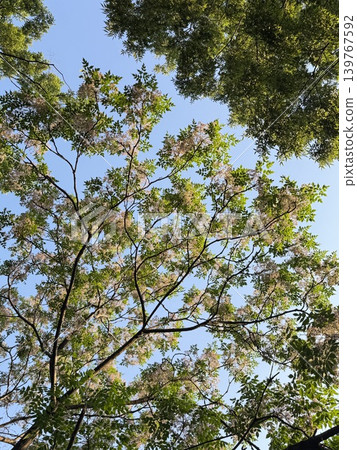 藍天下的苦楝花 藍天下的苦楝花 139767592