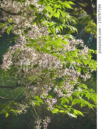 Chinaberry blossoms in the blue sky 139767594