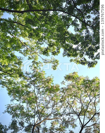 Chinaberry blossoms in the blue sky Chinaberry blossoms in the blue sky 139767596