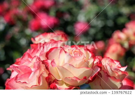 玫瑰與紅色邊框 玫瑰與紅色邊框 139767622