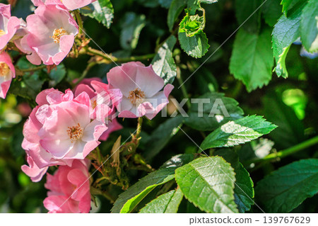 Pink mini-roses Pink mini-roses 139767629