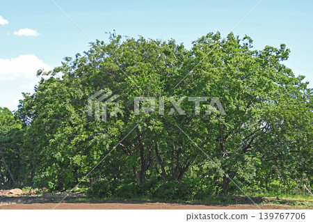 新的綠色,藍天和白色雲彩 新的綠色,藍天和白色雲彩 139767706