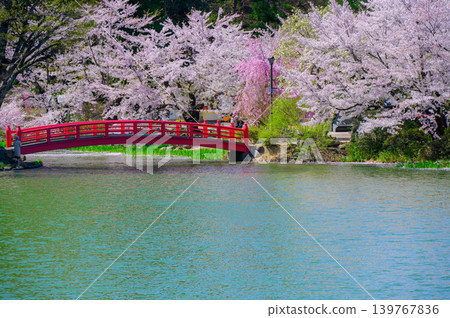 [Garyu Park] Ryugaike Pond in Spring [Suzaka City] 139767836