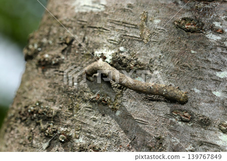 A mottled gray moth larva with two pairs of protrusions that mimics the bark of a large tree (Macro photography of Japanese insect ecology) A mottled gray moth larva with two pairs of protrusions that mimics the bark of a large tree (Macro photography of Japanese insect ecology) 139767849