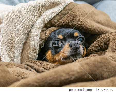 Dog sleeping in a blanket Dog sleeping in a blanket 139768009
