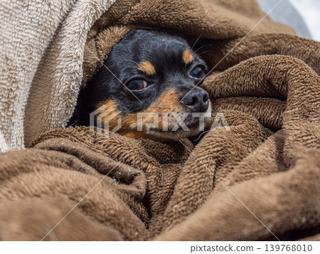 狗狗睡在毯子裡 139768010
