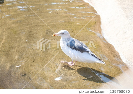 Birds in the water Birds in the water 139768080
