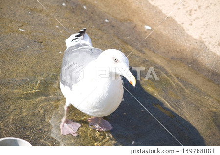 水中的鳥兒 139768081