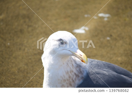 白鳥 白鳥 139768082