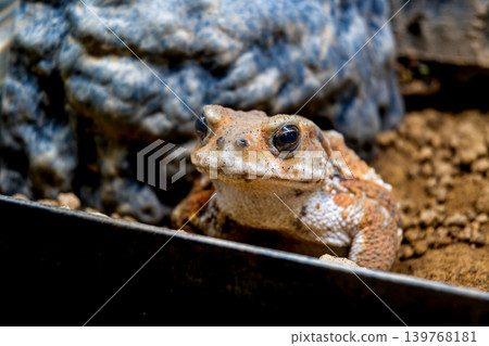 Close up of Miyako toad Close up of Miyako toad 139768181
