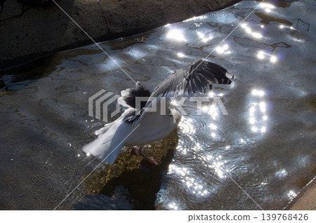 Sparkling water and birds 139768426