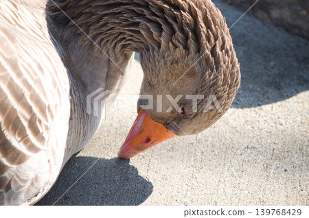 Downcast bird 139768429