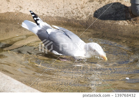 Birds bathing Birds bathing 139768432