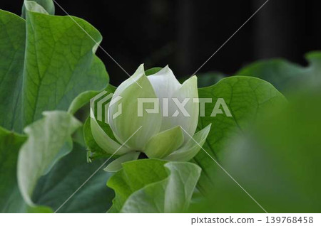 一朵潔白的蓮花花苞矗立在深綠色的葉子之間。 一朵潔白的蓮花花苞矗立在深綠色的葉子之間。 139768458