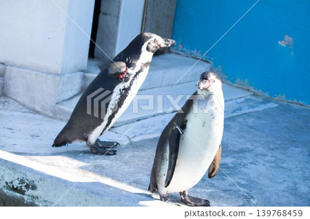Penguin Penguin 139768459