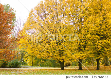 Autumnal trees in park. Autumnal trees in park. 139768484