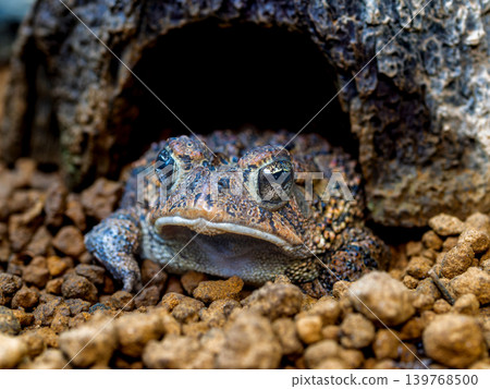 Close-up of Nambu toad Close-up of Nambu toad 139768500