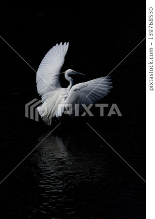 A majestic heron gracefully spreading its wings. A majestic heron gracefully spreading its wings. 139768530