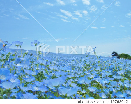 Osaka, Maishima: Nemophila flower field Osaka, Maishima: Nemophila flower field 139768642