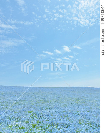 Osaka, Maishima: Nemophila flower field Osaka, Maishima: Nemophila flower field 139768644