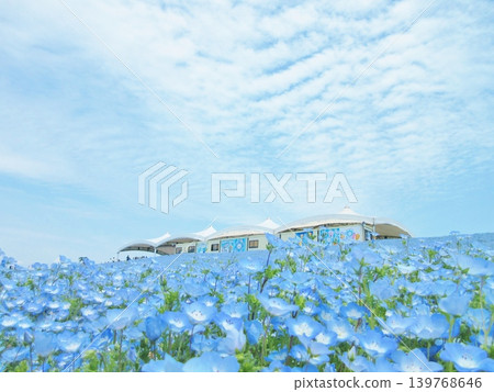 Osaka, Maishima: Nemophila flower field Osaka, Maishima: Nemophila flower field 139768646