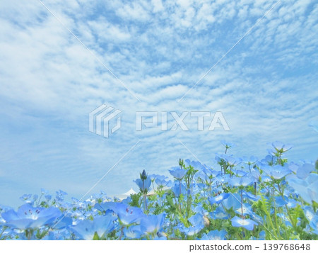 大阪、舞島:Nemophila 花田 大阪、舞島:Nemophila 花田 139768648