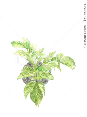 Watercolor illustration of fresh potato leaves in a field [Hand-drawn] White background, cutout, with copy space 139768684