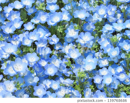 Nemophila flower garden Nemophila flower garden 139768686