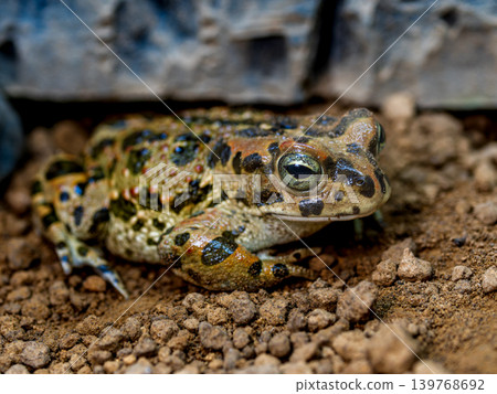 Close up of Egyptian green toad Close up of Egyptian green toad 139768692