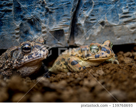 Close up of Egyptian green toad Close up of Egyptian green toad 139768693