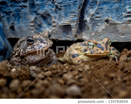 Close up of Egyptian green toad Close up of Egyptian green toad 139768694