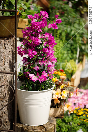 Outdoor Flower Garden Display with Potted Plants and Blooming Spring Flowers Outdoor Flower Garden Display with Potted Plants and Blooming Spring Flowers 139768734
