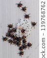 Newly hatched stink bug nymphs 139768762