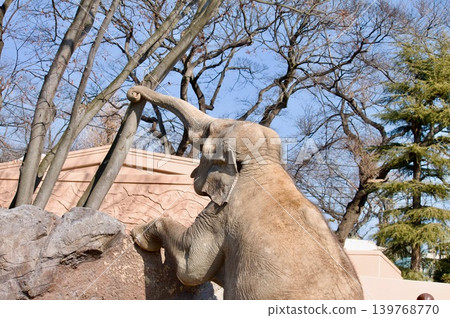 An elephant looking outside 139768770
