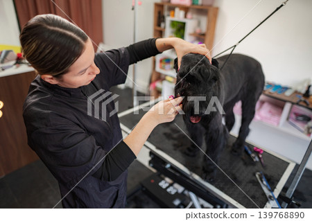 Professional groomer trimming giant schnauzer fur in a pet salon 139768890