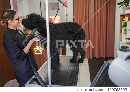 Professional pet groomer drying black dog's fur in salon Professional pet groomer drying black dog's fur in salon 139768895